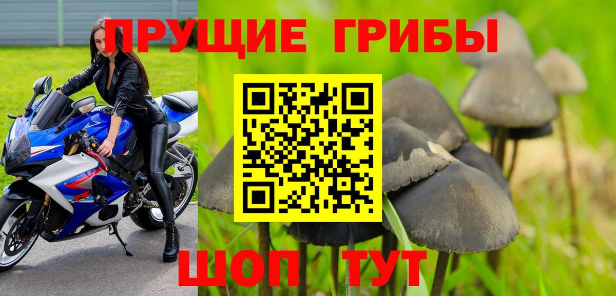 Псилоцибиновые грибы Psilocybine cubensis Тимашёвск